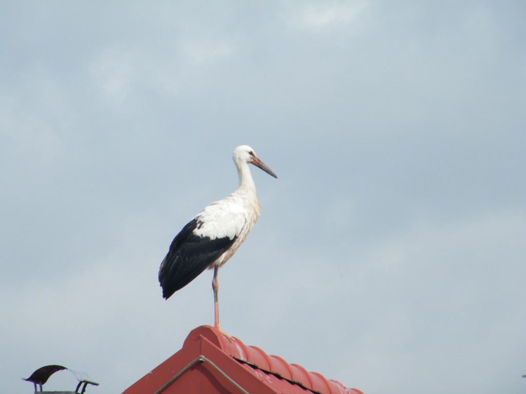DSCF5237